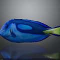 Vibrant Blue Tang Fish With Blue Body Yellow Tail And Reflection On Gray Background