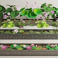 Lush Courtyard Garden Featuring Lotus Flowers And Leaves In Rectangular Ponds With Colorful Fish