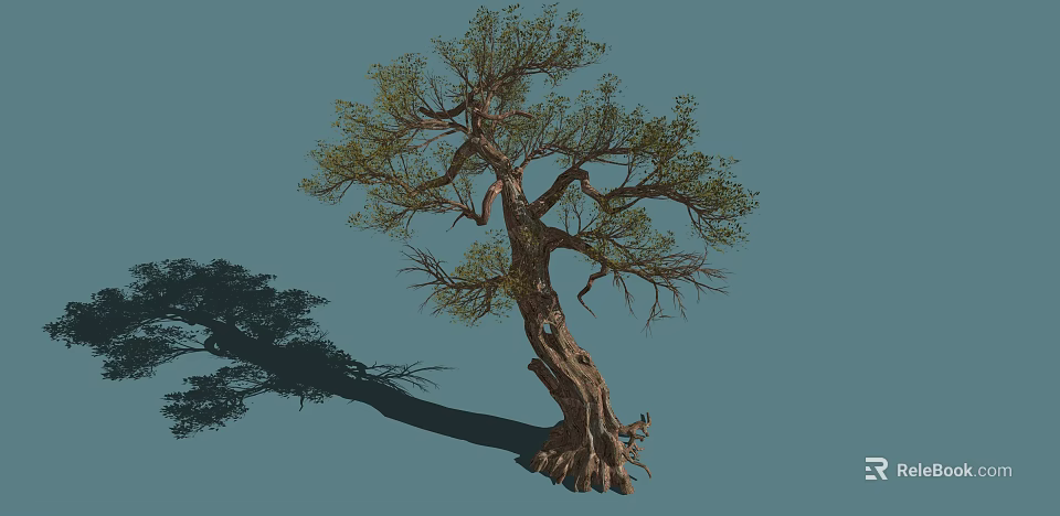 Bush With Twisted Trunk Dense Green Leaves And Exposed Roots In Blue Background 3d model 