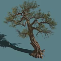 Bush With Twisted Trunk Dense Green Leaves And Exposed Roots In Blue Background