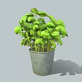 Fresh Green Basil Plant Growing in Gray Metal Pot with Lush Leaves
