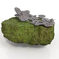 Natural Green Moss Covered Rock Surface With Cluster Of Gray Fungi