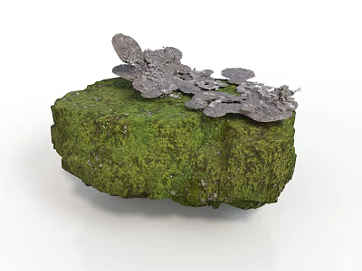 Natural Green Moss Covered Rock Surface With Cluster Of Gray Fungi 3d model