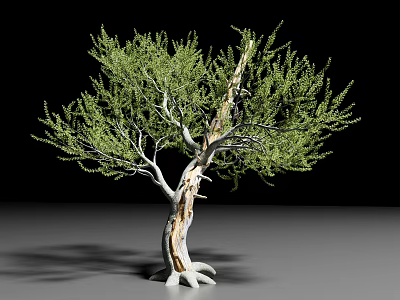 Isolated Green Leaf Shrub With Light Colored Branched Trunk On Gray Surface 3d model