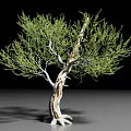 Isolated Green Leaf Shrub With Light Colored Branched Trunk On Gray Surface