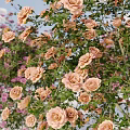 Vibrant Mixed Flowering Bushes With Round Clustered Blooms In Pink Purple And Orange