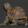 Turtle Cartoon Turtle Snapping Turtle Chickbill Turtle Reptile Cold Blooded Animal Reptile Class 3d model
