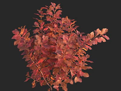 Vibrant Red Leaf Aquatic Plant With Lush Foliage And Natural Water Environment 3d model