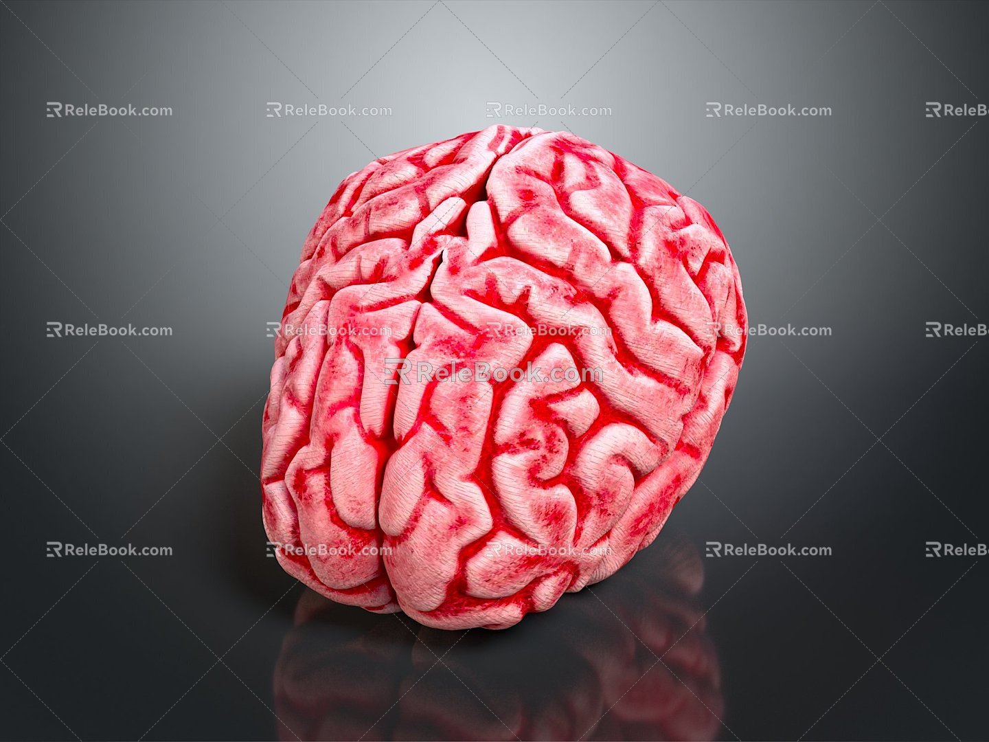 brain brain human brain brain structure 3d model