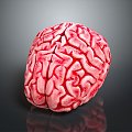 brain brain human brain brain structure 3d model