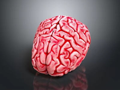 Red Human Brain Model With Detailed Gyri Sulci On Dark Background 3d model
