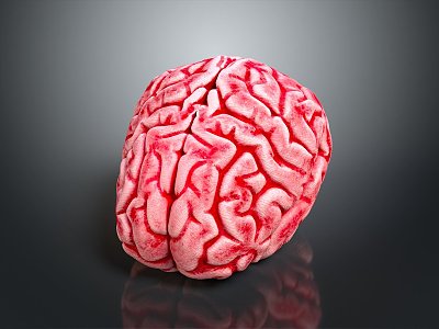 brain human brain structure 3d model