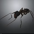 Detailed Ant With Long Antennae And Legs Dark Body Red Head Features
