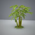 Tropical Arbor Tree With Green Leaves And Multiple Stems In Pot Display Model 3d model