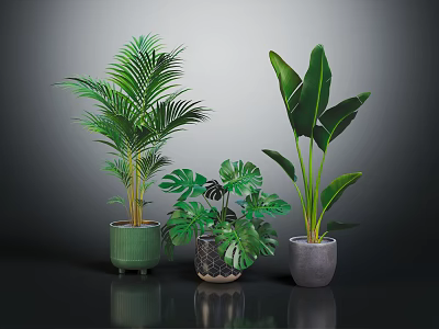Indoor Tropical Plants with Green Patterned and Gray Pots on Dark Reflective Surface 3d model
