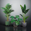 Indoor Tropical Plants with Green Patterned and Gray Pots on Dark Reflective Surface