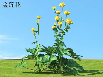 Golden Lotus Plant With Yellow Flowers And Green Leaves In Grass Field Under Blue Sky 3d model
