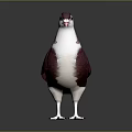 Red and White Pigeon Standing on Shiny Black Surface with Detailed Feathers
