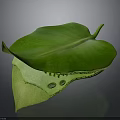 Green Leaf With Organ Like Structure And Hair Like Texture Details
