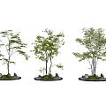 Traditional Karesansui Garden with Stone Small Trees Moss and Garden Lanterns