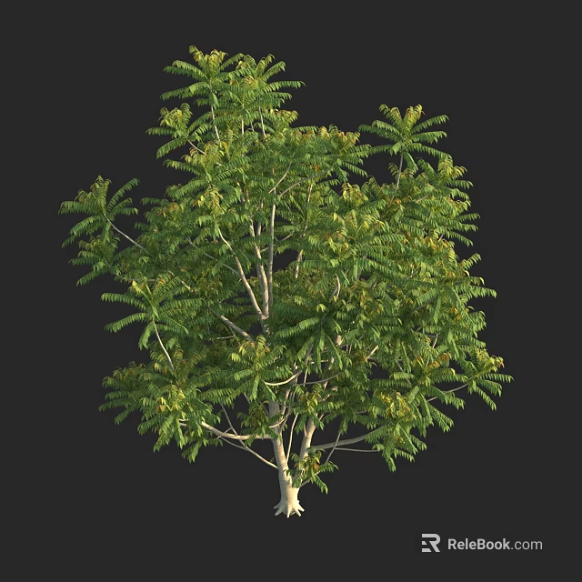Lush Arbor With Green Foliage And Slender Trunk In Natural Environment 3d model 