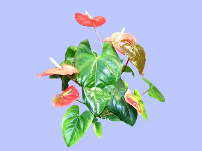Lush Green Bush with Red and Pink Blooms and Glossy Leaves on Light Blue 3d model