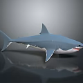 Lifelike Blue And White Shark 3D Model On Gray Background With Reflection 3d model