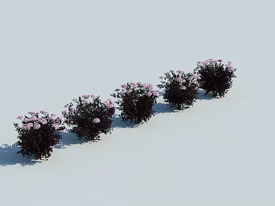 Flowering Shrubs With Pink Blooms And Dark Foliage Arranged In A Row For Garden 3d model