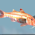 Vibrant Red and White Striped Aquatic Fish with Whiskers and Fins