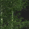 Tall Bamboo Stalks with Lush Green Leaves in Natural Forest Setting