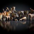 Modern Animals Forest Animals 3d model