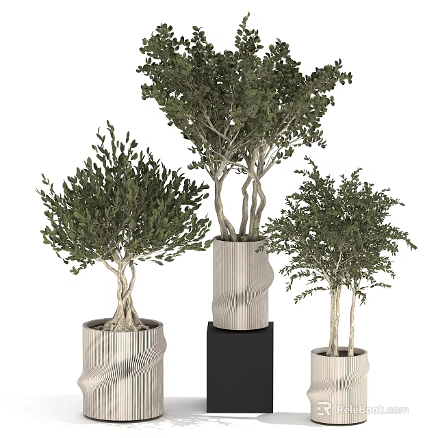 Bonsai Potted Plants With Twisted Trunks Green Foliage In Textured White Black Pots 3d model 