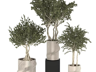 Bonsai Potted Plants With Twisted Trunks Green Foliage In Textured White Black Pots 3d model