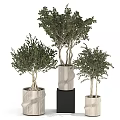 Bonsai Potted Plants With Twisted Trunks Green Foliage In Textured White Black Pots