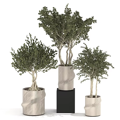 Bonsai Potted Plants With Twisted Trunks Green Foliage In Textured White Black Pots 3d model