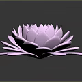 Pink Lotus Flower with Layered Petals on Dark Background showing Clear Reflection 3d model