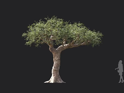 Tall Arbor Featuring Thick Trunk And Lush Green Foliage With Human Silhouette 3d model
