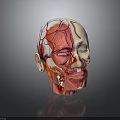 Human Head Anatomical Model Displaying Internal Organs Muscles Vessels and Hair Follicle Systems