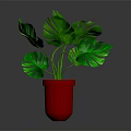 Lush Green Monstera Plant With Large Leaves In Red Pot On Gray Background