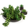 Bonsai Potted Plants With Green Leaves In Black Containers And Succulent Varieties