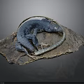 Blue Lizard With Coiled Body And Tail Displayed On Natural Rock Slab