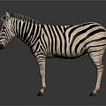 Realistic Striped Zebra Standing On Dark Background With Reflection 3d model