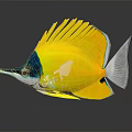 Vibrant Yellow Fish With Blue Head White Tail Fan Like Dorsal Fin And Long Snout