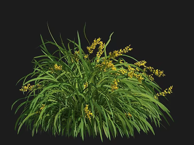Green Grass With Small Yellow Flowers In A Clump On Black Background 3d model
