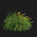 Green Grass With Small Yellow Flowers In A Clump On Black Background