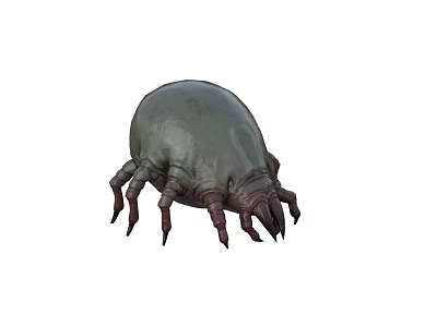 Green Tick Like Creature With Multiple Legs And Detailed Body Structure 3d model