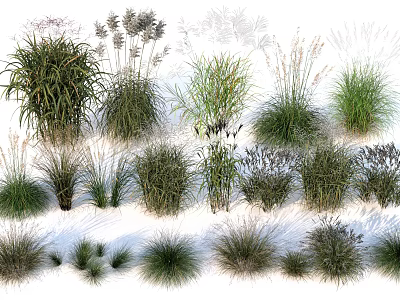 Diverse Ornamental Grasses Collection With Green Foliage And Various Textures 3d model
