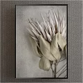 Botanical Painting of Silver Protea With Dried Leaves On Neutral Gray Background