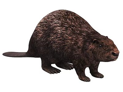 Brown Beaver With Thick Fur And Flat Tail In Natural Standing Posture 3d model