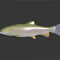 Colorful Spotted Rainbow Trout Fish With Yellow Fins On Dark Surface